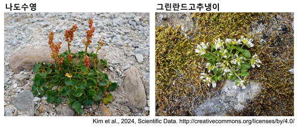 나도수영과 그린란드고추냉이