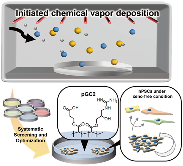 인간 전분화능줄기세포 Xeno-free, 장기 배양 플랫폼 제작 개요도