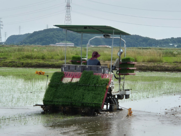가루쌀 모내기 사진