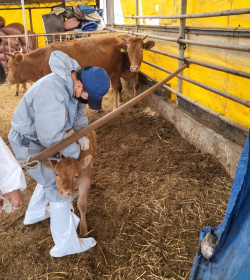 새로 태어난 송아지에 소 럼피스킨병 백신을 접종하는 모습