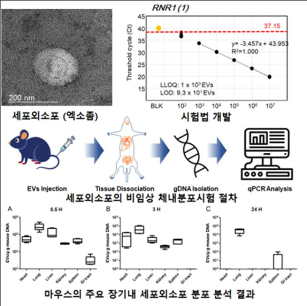 세포외소포의 비임상 생체 내 분포 평가