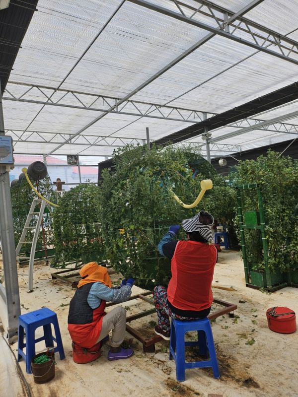 국화재배포장 조형물 국화 유인 작업 모습