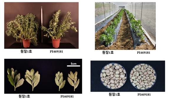 원잠1호와 원품종(PI469181) 비교