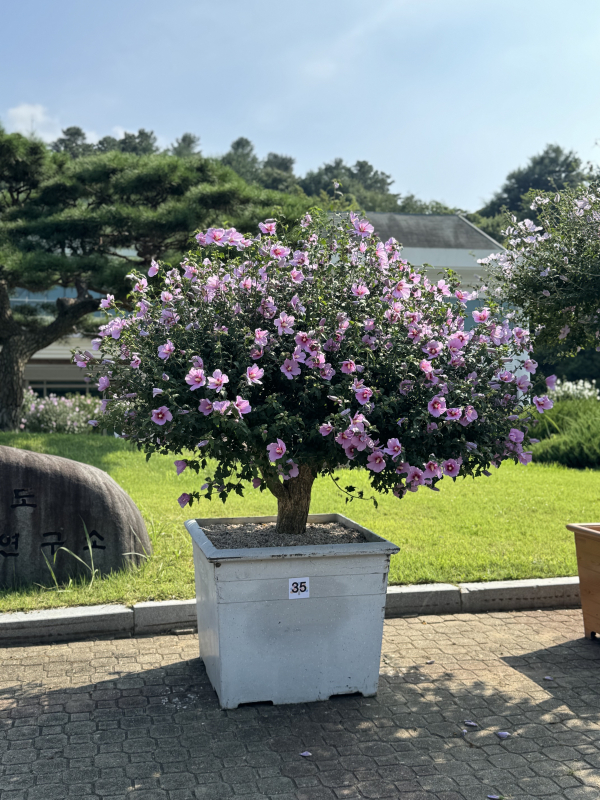 무궁화 우수분화 수상 관련 사진