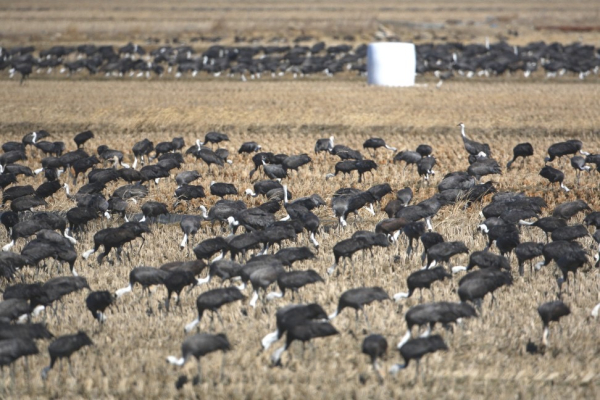 천수만 간척 농지에 도래한 흑두루미 모습