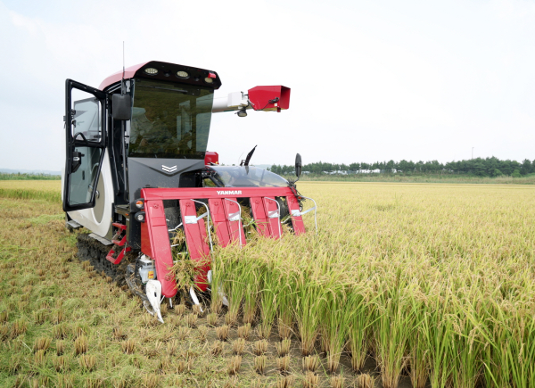 첫 벼수확 모습