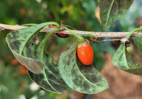 구기자 뒷면곰팡이병 피해증상