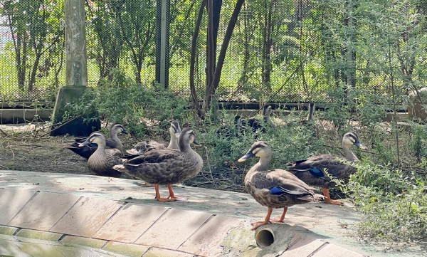 구조된 흰뺨검둥오리