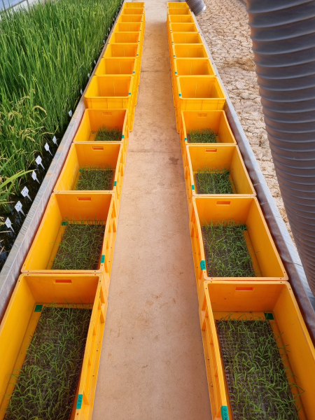 내염성 선발시험(육종온실)