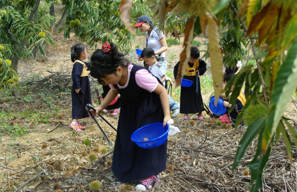 밤 줍기 체험 모습