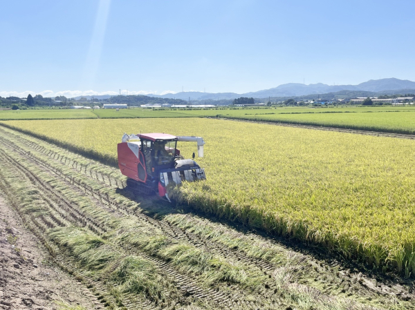 30일, 성남면 대흥리 이상희 씨 첫 벼 수확 진행 모습