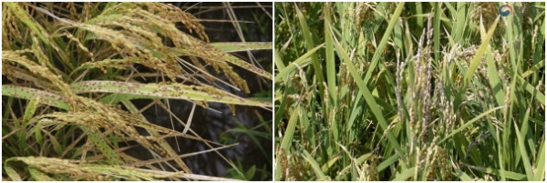 (좌) 깨씨무늬병 , (우) 세균성벼알마름병 사진