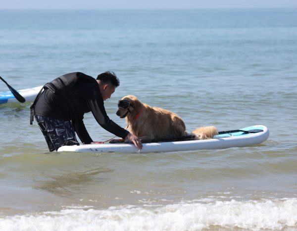 태안 서프 독(SUP DOG) 프로그램 인기