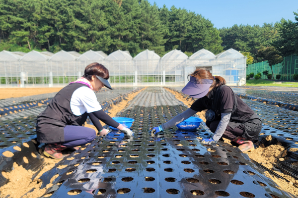 마늘 파종 모습