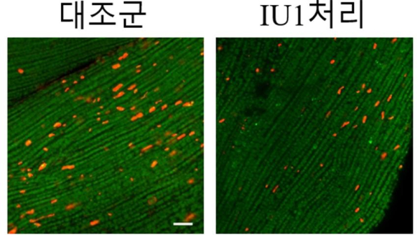 IU1 약물 처리 시 초파리 근육 내 잠재독성단백질체가 감소되는 모습