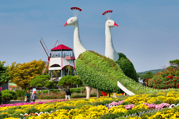 지난해 태안 가을꽃박람회 모습.