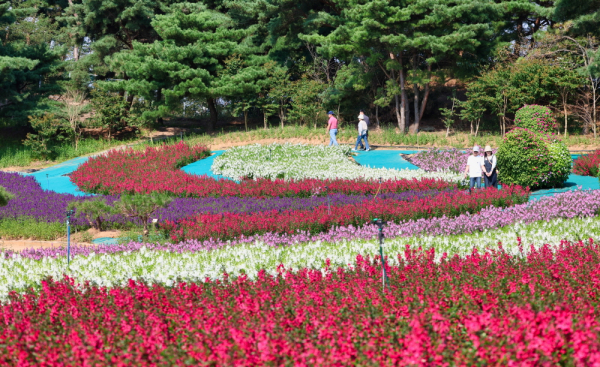 지난해 태안 가을꽃박람회 모습.