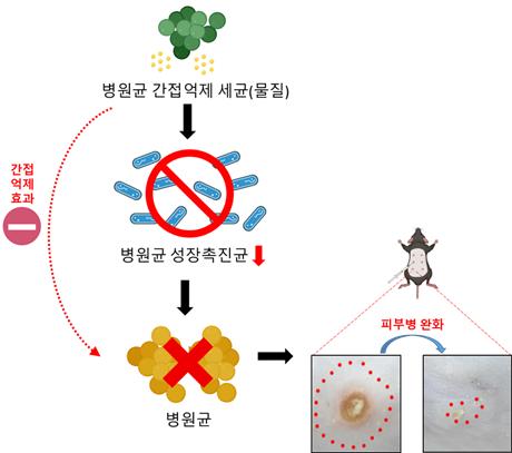 마스크 유래 피부 병원균, 병원균 성장촉진균, 병원균 간접 억제균의 새로운 상호작용을 이용한 피부병 완화