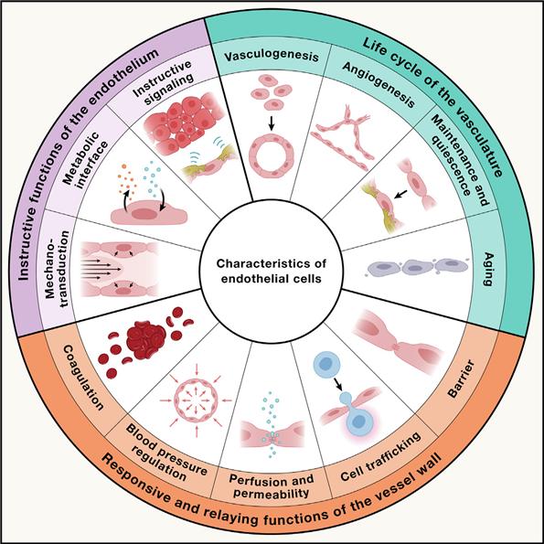 혈관내피세포의 특성