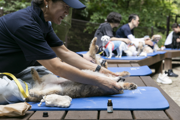 지난 8월 23일 ‘반려동행 숲치유 프로그램’에 참여한 참가자가 반려견을 위해 마사지를 해주며 교감을 나누고 있다.