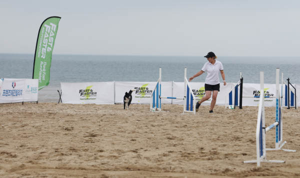 태안을 찾은 반려인과 반려견들 모습(꽃지 해수욕장)