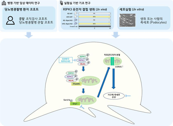 당뇨병콩팥병에서 RIPK3를 타겟으로 하는 새로운 치료전략