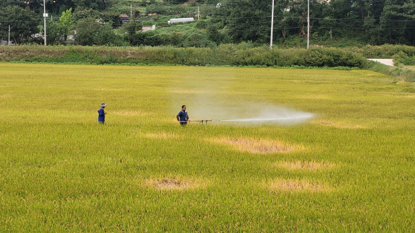 벼멸구 피해 예방을 위해 농가가 약제를 살포하는 모습