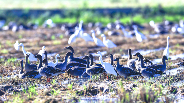 지난 23일 서산시 천수만 일대 백로무리 사이에서 발견된 기러기류