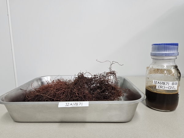 (R)-GVL의 원료인 꼬시래기와 (R)-GVL 액상