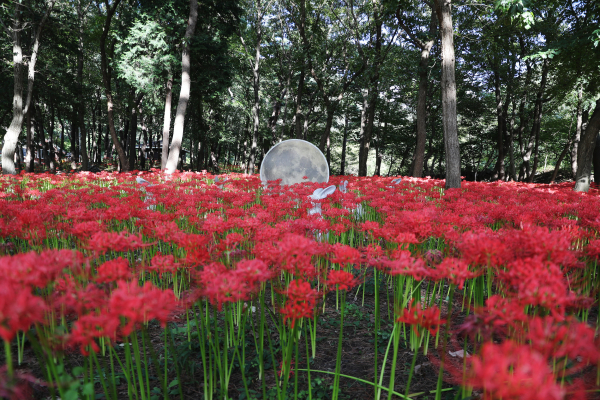성주산자연휴양림 꽃무릇 사진