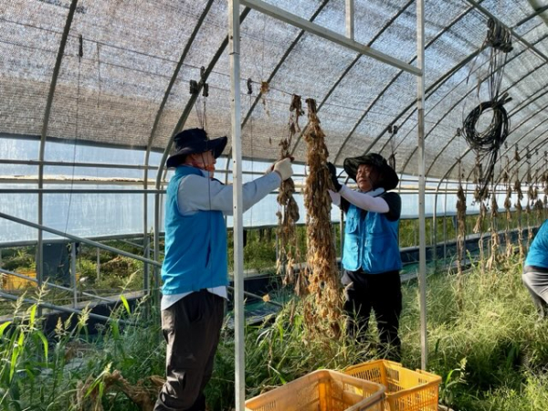 남대전농협·농협중앙회 대전본부, 농산물 품질관리원 충남지원과 농촌일손돕기 진행 모습