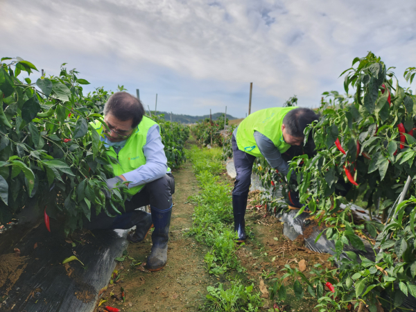 이동수 농협청양군지부장(오른쪽)과 김성훈 청양농협조합장(왼쪽) 등 충남세종농협 임직원 30여명은 수확기를 맞아 일손돕기 봉사활동을 펼쳤다.