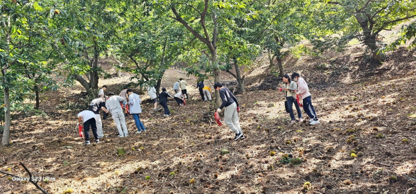 밤줍기 활동 사진 / 꽃내미풀꽃이랑마을(정안면 고성리)