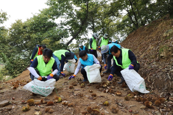 백남성 농협충남세종본부장(왼쪽)과 이민수 한국농어촌공사 충남지역본부장(가운데), 김희제 사곡농협조합장(오른쪽)과 임직원들이 공주시 사곡면 밤 재배농가에서 농촌일손돕기를 진행하고 있다.