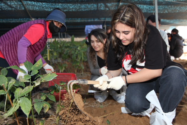 인삼축제장을 방문한 외국인들이 인삼캐기 체험을 하고 있다