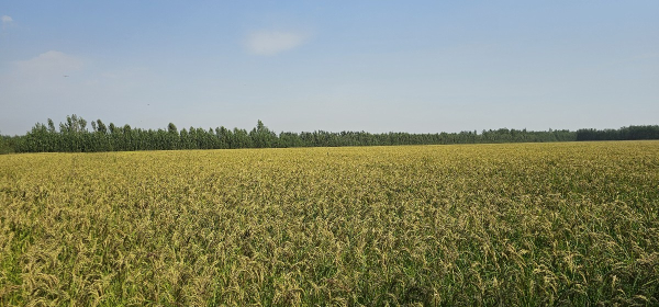 벼 기계이앙 시범단지