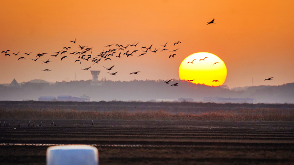 서산 천수만 노을을 수놓으며 여행을 떠나는 흑두루미 떼