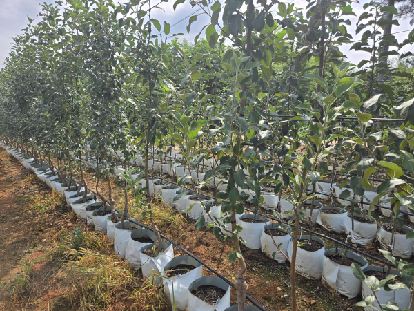 다축 과원 모습