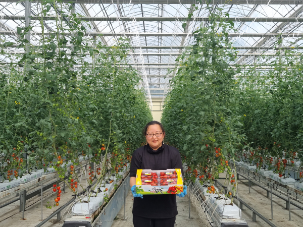 청년 농업인 스마트팜  첫 수확 방울토마토