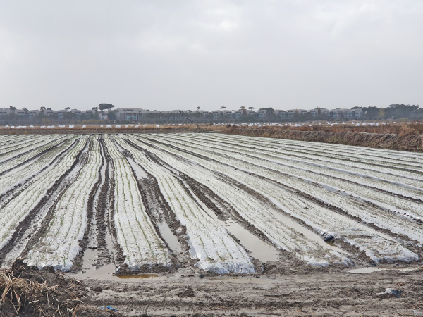 양파 배수로 정비 불량 습해 사진