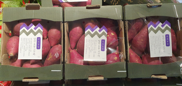 호풍 고구마 사진