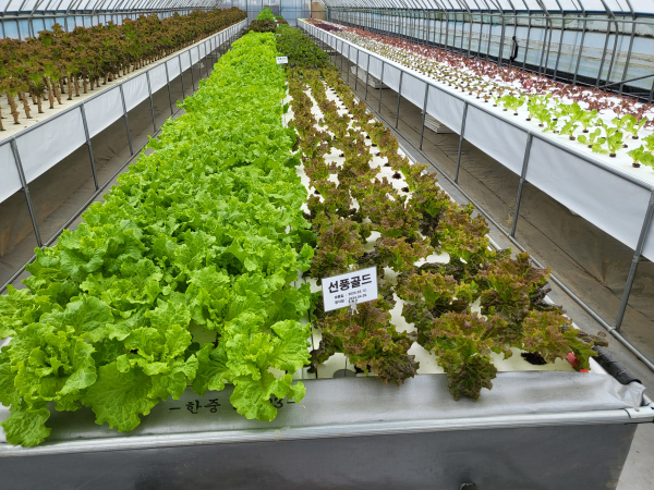 이상 고온 대응 상추 개발