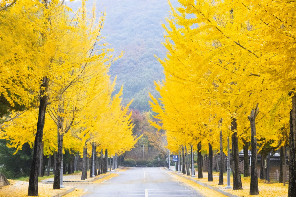2024년 문화의 날 캠페인 ‘가을 사진 공모전’ 진행