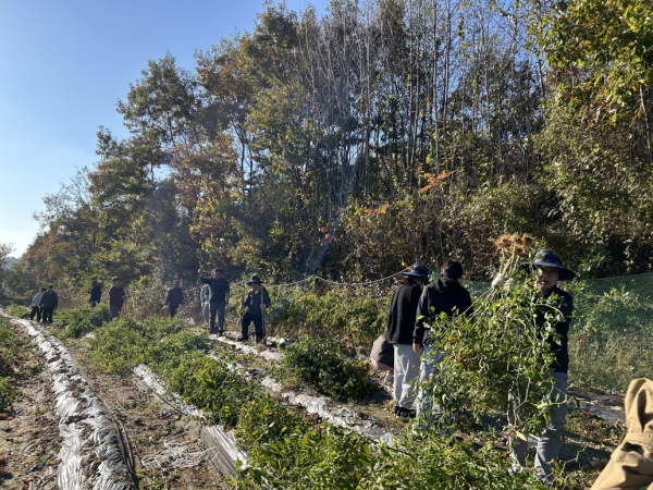 교육체육과 농촌 일손돕기