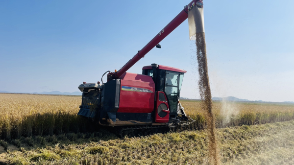 지난 2일 철새먹이용 벼를 수확해 논에 존치하는 모습