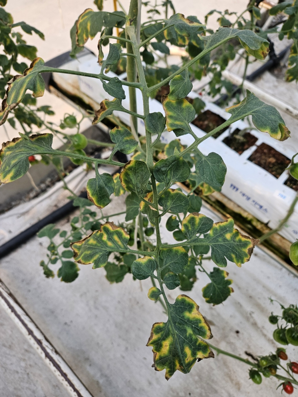 결로로 인한 잎타는증상