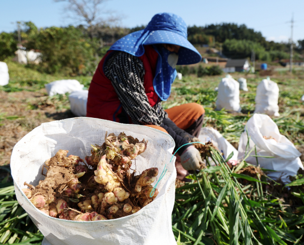 소원면 법산리에서 생강을 수확하는 모습(11월 5일).