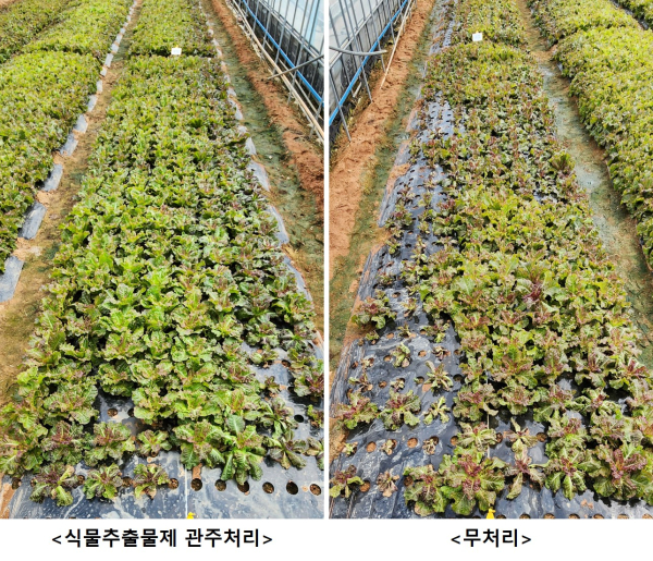 상추 시들음병  방제 효과