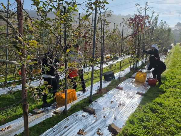 일손돕기에 나선 충남건설본부