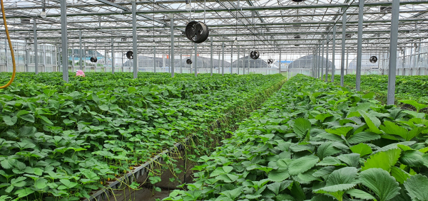 조직배양묘 농가보급